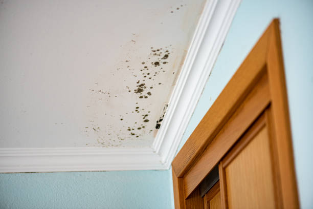 Best Commercial Mold Inspection  in Tahoe Vista, CA